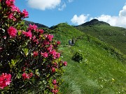 27 Salendo sul sentiero 270A, rododendri